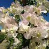 Bougainvillea Jamaican White