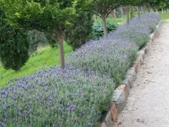 Lavender Frenchette “Lavandula Dentata†11 Lavender Frenchette “Lavandula Dentata†-Plants in a Box Sales Shop A hedge of Lavandula detata Monet 75c77c98 ee9f 44e6 9018 e3effbcc567b