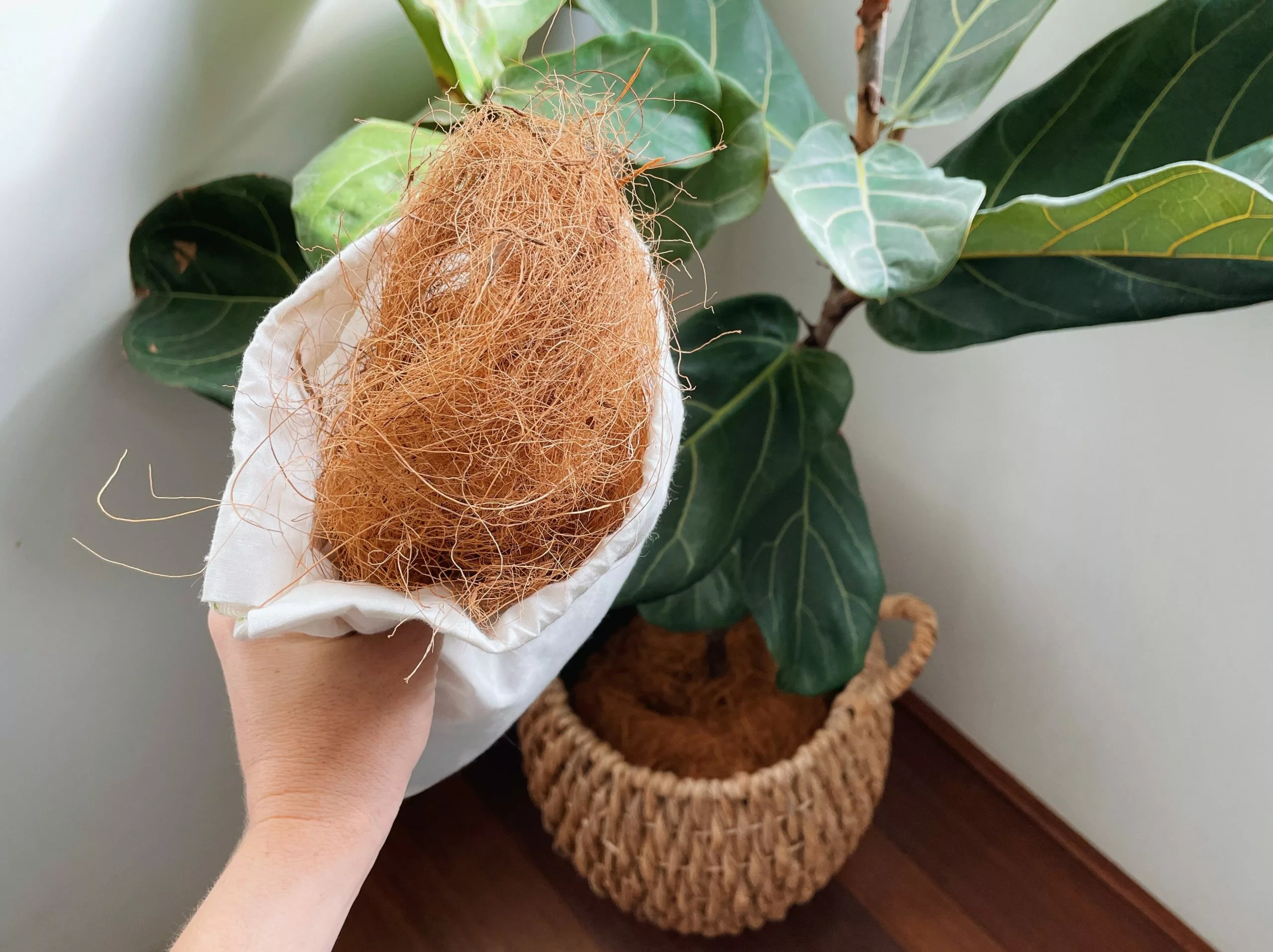 Coconut Coir (loose Bag) 4 Coconut Coir (loose Bag) - Image 2