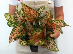 Aglaonema Pink -Lady Valentine Pack -Plants in a Box Sales Shop A31I0052 shopify bfc15ec5 0363 4c67 8833 1154994915f6