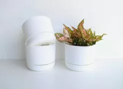 Aglaonema Pink -Lady Valentine Pack -Plants in a Box Sales Shop A31I0056 edited 06137cc8 34ac 454e 9752 57eb2f28a915