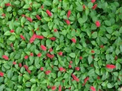 Acalypha Reptans Stephie Ground Cover Pack -Plants in a Box Sales Shop ACAHER b8738e38 f856 4aa9 ad3d b62638e2b0a8