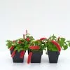 Acalypha Reptans Stephie Ground Cover Pack -Plants in a Box Sales Shop ACARES RS 7f3046f6 0d94 4ed2 b490 0bc9a1f31c41