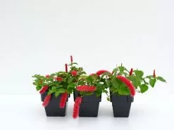 Acalypha Reptans Stephie Ground Cover Pack