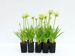Agapanthus 'Double Diamond' -Plants in a Box Sales Shop AGADOD RS ad1f03fc 1c0d 42b0 af05 adac8468027a