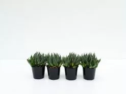 Aloe Aristata 11 Aloe Aristata -Plants in a Box Sales Shop ALOARI3 RS 5f93f4ba 8b64 4117 bb2d e95d18451f1a