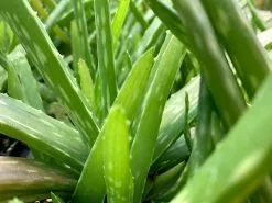 Aloe Vera -Plants in a Box Sales Shop ALOVER 1 1c07dbe2 4f41 4b46 8a56 66e70d075851