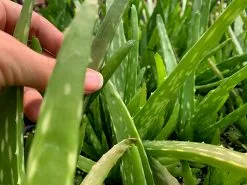 Aloe Vera -Plants in a Box Sales Shop ALOVER 2 4ccd33c9 e915 4e40 b8f5 efb25db0ddcc