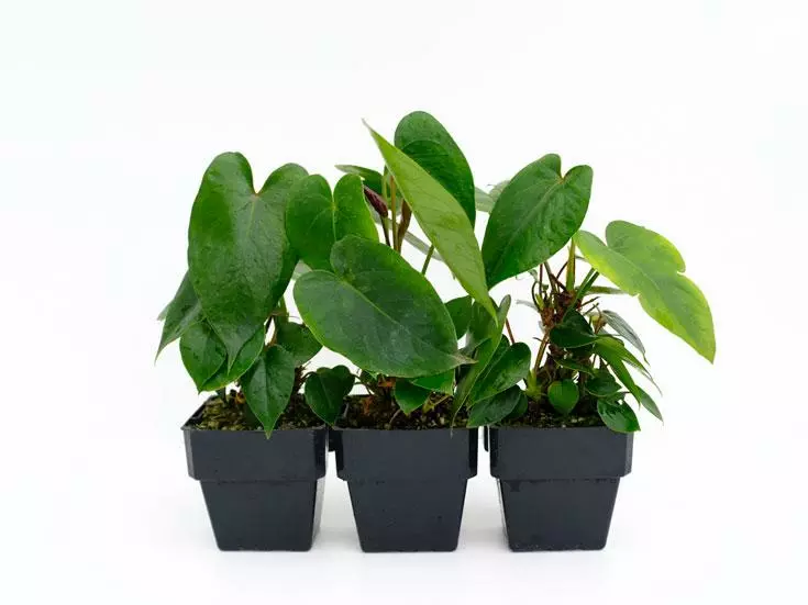 Anthurium Andreanum 'Black Queen' 85mm 3 Anthurium Andreanum 'Black Queen' 85mm