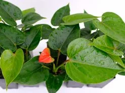 Anthurium Bugatti Royale -Plants in a Box Sales Shop ANTBUR1 RS 4a89960a f22c 4b7a 8d00 8f77196d06f6