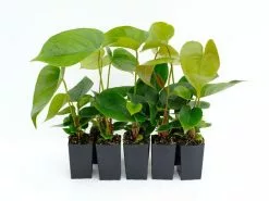 Anthurium Andreanum Red Victory -Plants in a Box Sales Shop ANTREV RS 9bb95b1f 56fa 41df 8026 48f108df6b44