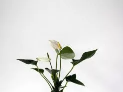 Anthurium Andreanum 'Snow King' -Plants in a Box Sales Shop ANTSNW 1b333657 86ea 482b ba5f f0e384251aaf