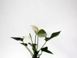 Anthurium Andreanum 'Snow King' 85mm