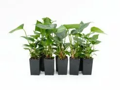 Anthurium White Winner -Plants in a Box Sales Shop ANTWHW RS 608b423c 646e 45a9 8160 8d8440aa0758