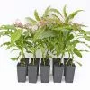 Ardisia Macrocarpa Mystique -Plants in a Box Sales Shop ARDMIS2 RS 0b407d2e 190b 4a54 a1df e4d2bc8bd10a