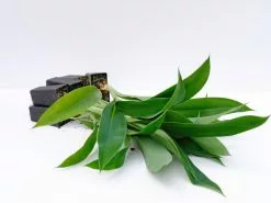 Arthropodium Cirratum Matapouri Bay