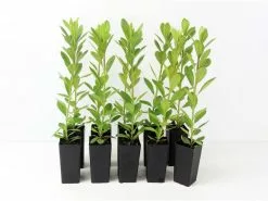 Azalea Indica Red Wings