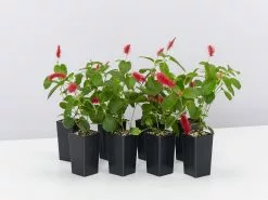 Acalypha Reptans Stephie Ground Cover Pack -Plants in a Box Sales Shop AcalyphaReptansStephie 8plants 18e13cb5 832c 499c a3ab c7cc03f2788a