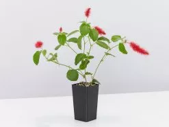 Acalypha Reptans Stephie Ground Cover Pack -Plants in a Box Sales Shop AcalyphaReptansStephie single 7eddeeca 3aa0 45dc bf88 31747d4fcea8