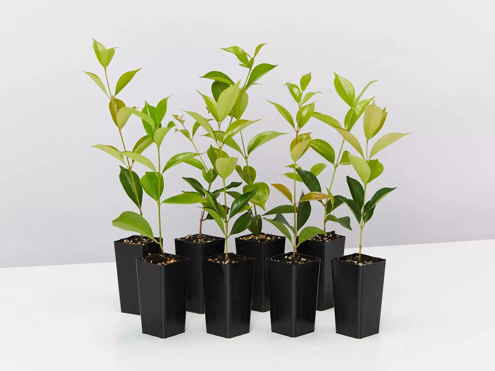 Acmena Smithii 'Firescreen' Lilly Pilly Screening Pack 3 Acmena Smithii 'Firescreen' Lilly Pilly Screening Pack