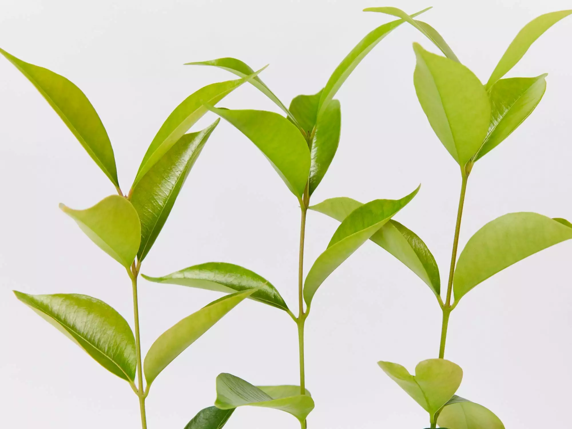 Acmena Smithii 'Firescreen' Lilly Pilly Screening Pack 5 Acmena Smithii 'Firescreen' Lilly Pilly Screening Pack - Image 3