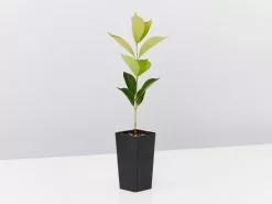 Acmena Smithii 'Firescreen' Lilly Pilly Screening Pack 12 Acmena Smithii 'Firescreen' Lilly Pilly Screening Pack -Plants in a Box Sales Shop AcmenaSmithiiFirescreen single e7868188 9b19 487b b09d f7327f34e4f0