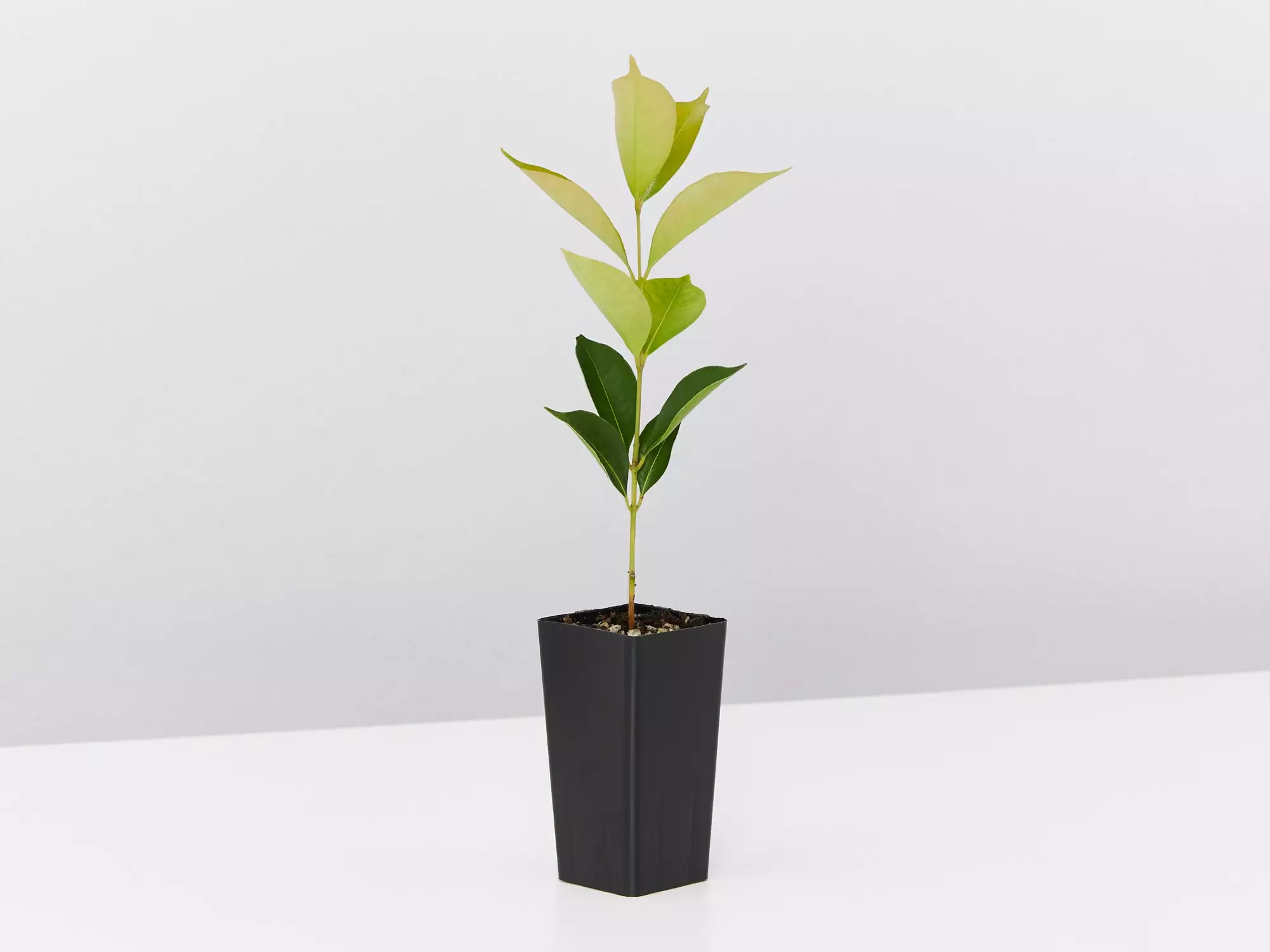 Acmena Smithii 'Firescreen' Lilly Pilly Screening Pack 7 Acmena Smithii 'Firescreen' Lilly Pilly Screening Pack - Image 5