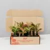 Aglaonema Mixed Box - The Chinese Evergreen Box -Plants in a Box Sales Shop AdlaonemaMixedBoxShot