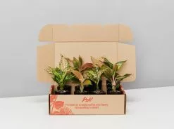 Aglaonema Mixed Box - The Chinese Evergreen Box