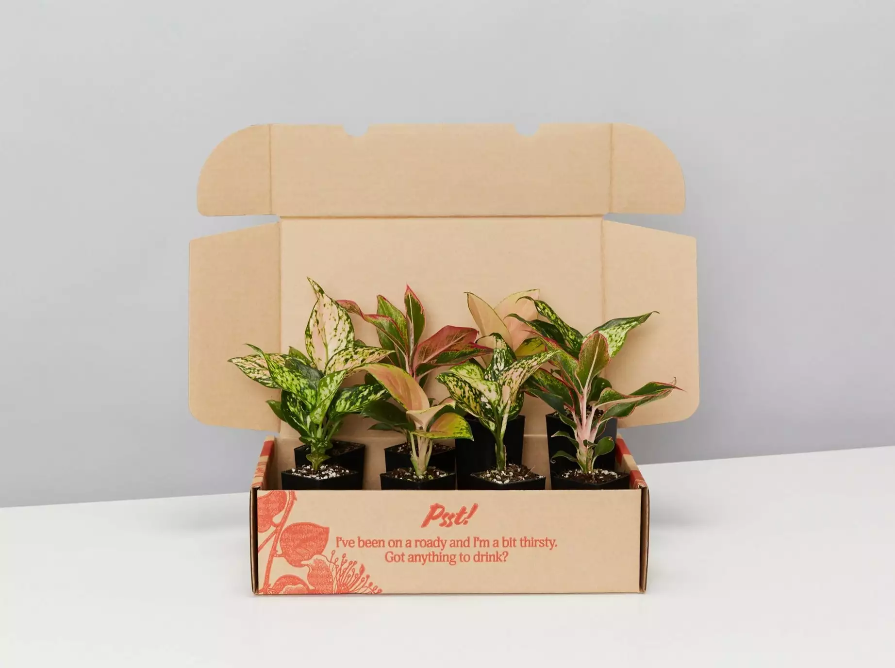Aglaonema Mixed Box - The Chinese Evergreen Box 3 Aglaonema Mixed Box - The Chinese Evergreen Box