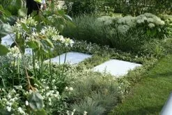 Agapanthus Orientalis White -Plants in a Box Sales Shop Aga 2d751a3f 3fa7 471c a8b9 eda3bec7a67b