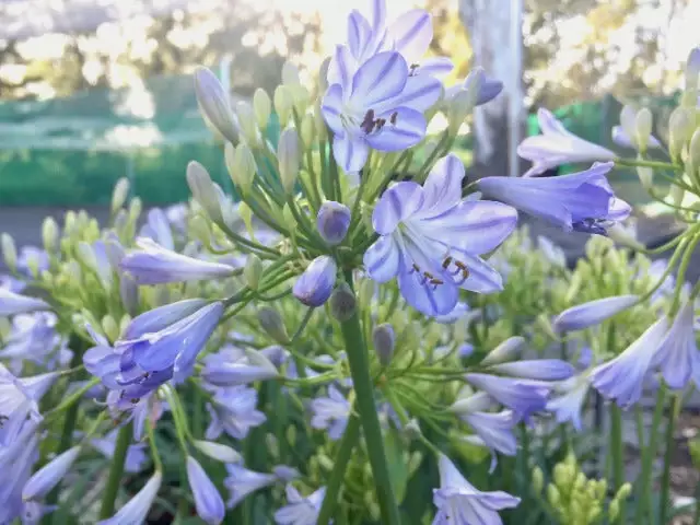 Agapanthus Orientalis Bella Border Plant Pack 4 Agapanthus Orientalis Bella Border Plant Pack - Image 2
