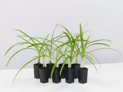 Agapanthus Orientalis Black Magic