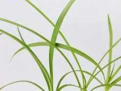 Agapanthus Orientalis Black Magic -Plants in a Box Sales Shop AgapanthusBlackMagic detail 95b35926 3081 47a2 a7b3 5671921051dc