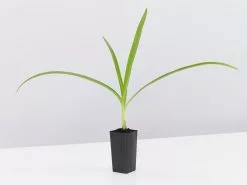 Agapanthus Orientalis Black Magic -Plants in a Box Sales Shop AgapanthusBlackMagic single bc57d950 3b05 49eb b7a1 b7c79096264a