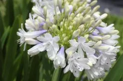 Agapanthus Orientalis Maxsie -Plants in a Box Sales Shop AgapanthusMaxsieHRES1 8f49e4e3 2d88 4b1b 8d90 0cfdc64e53be