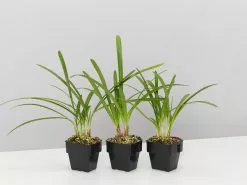 Agapanthus Orientalis Bella Border Plant Pack 11 Agapanthus Orientalis Bella Border Plant Pack -Plants in a Box Sales Shop AgapanthusOrientalisBalla85mm 3plants 7ac669bf f735 4ac4 9420 d73d4dfbc847