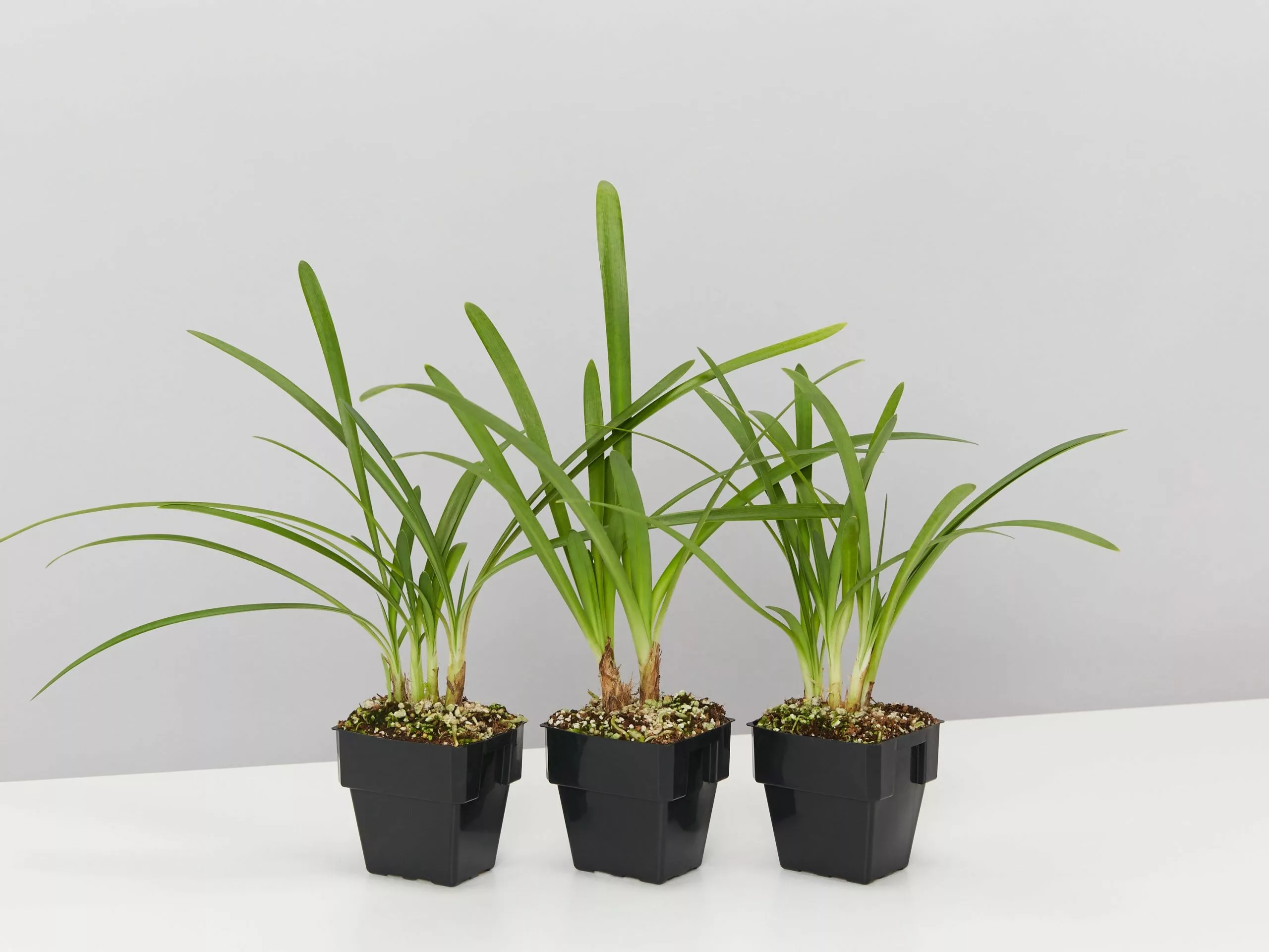 Agapanthus Orientalis Bella Border Plant Pack 6 Agapanthus Orientalis Bella Border Plant Pack - Image 4