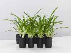 Agapanthus Orientalis River Garden White Plant Pack