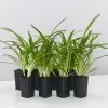 Agapanthus Orientalis Maxsie -Plants in a Box Sales Shop AgapanthusOrientalisMaxsie 8plants e248b9e1 9cf8 4b65 b2e1 8e758cf394d3