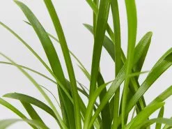 Agapanthus Orientalis Maxsie -Plants in a Box Sales Shop AgapanthusOrientalisMaxsie detail 8277bb6f 72f1 4b61 9ad5 7a19bdb0105b