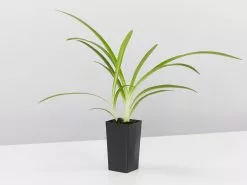 Agapanthus Orientalis River Garden White Plant Pack -Plants in a Box Sales Shop AgapanthusOrientalisMaxsie single 39d2f9af 4241 4a65 ba49 571388b3ef2e