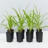 Agapanthus Orientalis Bella Border Plant Pack 1 Agapanthus Orientalis Bella Border Plant Pack -Plants in a Box Sales Shop AgapanthusPurpleCloud 8plants ec9832a7 a9c3 40ef 9719 6cd84b4e7d8a