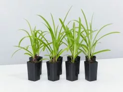 Agapanthus Orientalis Bella Border Plant Pack