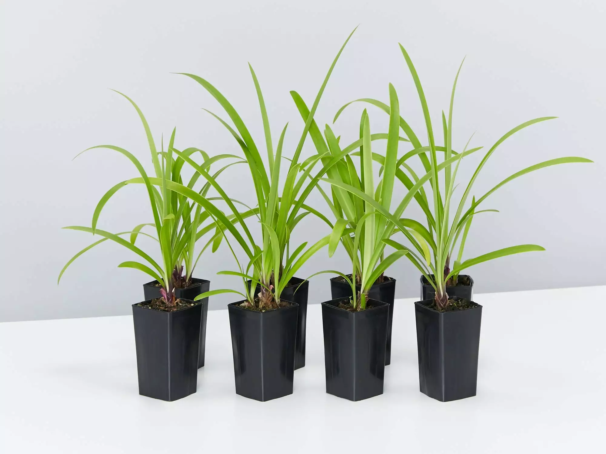 Agapanthus Orientalis Bella Border Plant Pack 3 Agapanthus Orientalis Bella Border Plant Pack
