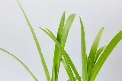 Agapanthus Orientalis Bella Border Plant Pack 10 Agapanthus Orientalis Bella Border Plant Pack -Plants in a Box Sales Shop AgapanthusPurpleCloud detail 6030b5d1 5f3c 4a53 afb5 d18481d2ab44