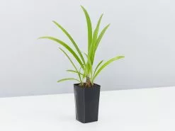 Agapanthus Double Blue Boy -Plants in a Box Sales Shop AgapanthusPurpleCloud single 12d9eaf1 964e 4ec7 8b7c b5a44539ccce