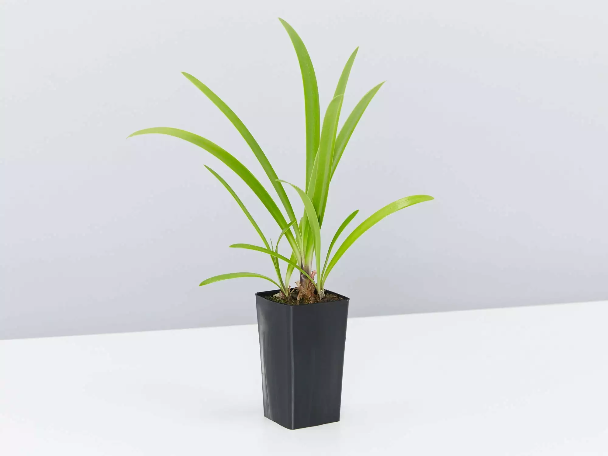 Agapanthus Orientalis Bella Border Plant Pack 7 Agapanthus Orientalis Bella Border Plant Pack - Image 5