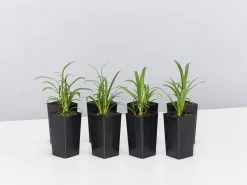 Agapanthus Double Blue Boy