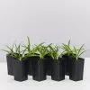 Agapanthus Africanus Snowball Plant Pack -Plants in a Box Sales Shop AgapanthusSnowball 8plants 29f62ab3 7efc 4747 8af3 1dfba912f13c